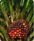 Kelapa sawit